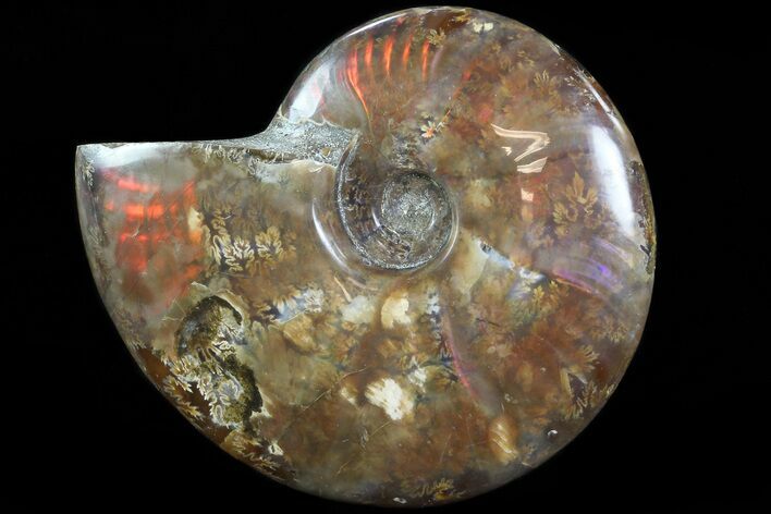 Flashy Red Iridescent Ammonite - Wide #81833
